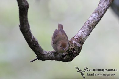 Large-billed Scrubwren 7754.jpg