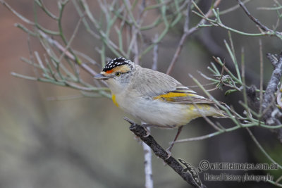 Red-browed Pardalote 4597.jpg