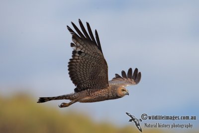 Spotted Harrier