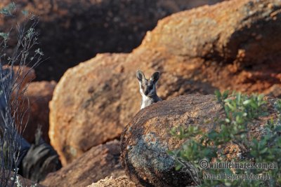 Black-footed Rock-Wallaby 6019.jpg