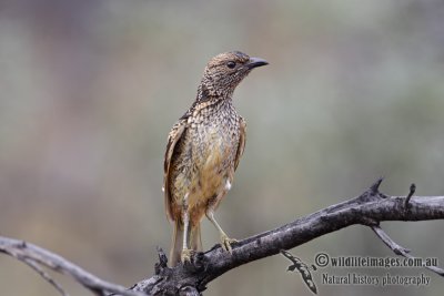 Western Bowerbird 3547.jpg