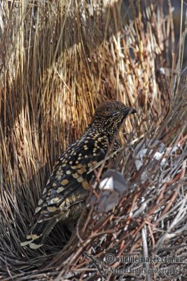 Western Bowerbird 5982.jpg