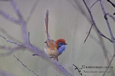 Rufous-crowned Emu-wren 6552.jpg