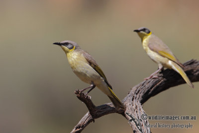 Grey-headed Honeyeater