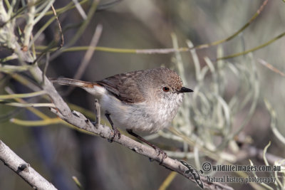 Inland Thornbill 6016.jpg