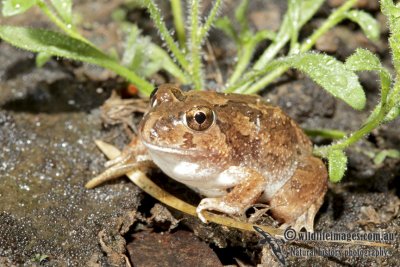 Spencer's Burrowing Frog - Platyplectrum spenceri