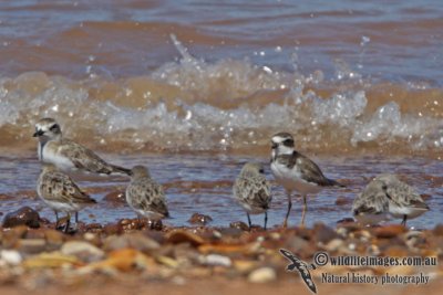 Semipalmated Plover a3926.jpg