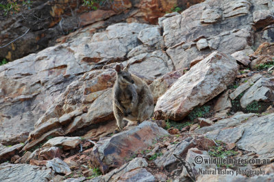 Black-footed Rock-Wallaby 6211.jpg