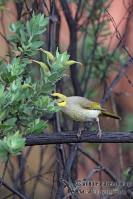 Grey-fronted Honeyeater 3376.jpg