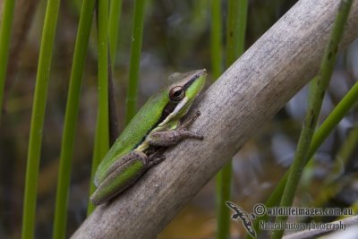 Wallum Sedge Frog - Litoria olongburensis