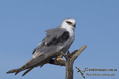 Black-shouldered Kite K1713.jpg