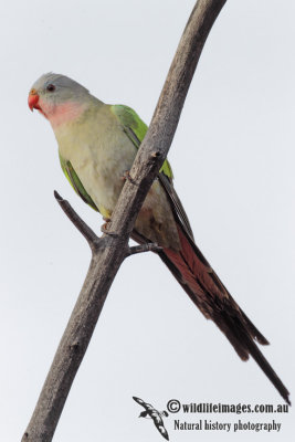 Princess Parrot 2818.jpg