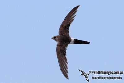 Pacific Swift 3658.jpg