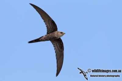 Pacific Swift 3749.jpg