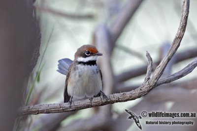 Timor Arafura Fantail 1136.jpg