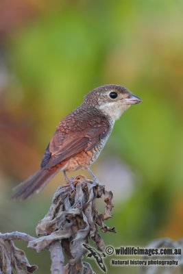 Tiger Shrike 2655.jpg