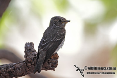 Dark-sided Flycatcher 0825.jpg