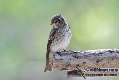 Dark-sided Flycatcher 0847.jpg