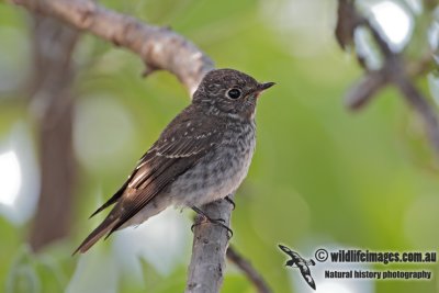 Dark-sided Flycatcher 9979.jpg