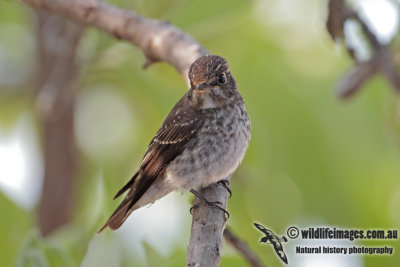 Dark-sided Flycatcher 9982.jpg