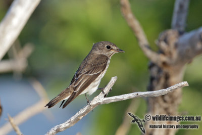 Grey-streaked Flycatcher (Australian vagrant)