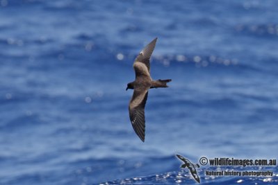 Matsudaira's Storm-Petrel