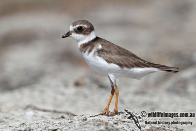 Semipalmated Plover a320l.jpg