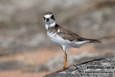 Semipalmated Plover a323i.jpg