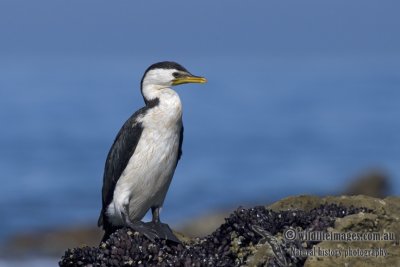 Little Pied Cormorant K4543.jpg