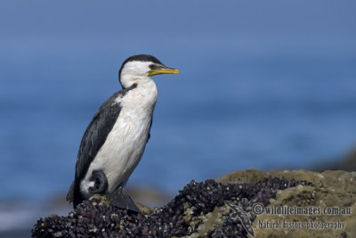 Little Pied Cormorant K4548.jpg