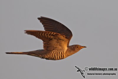 Oriental Cuckoo