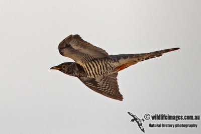 Oriental Cuckoo 7972.jpg