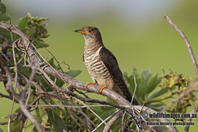 Oriental Cuckoo 8061.jpg