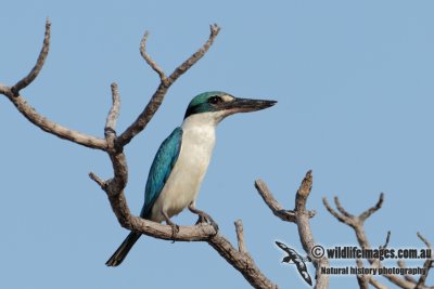 Collared Kingfisher 2899.jpg