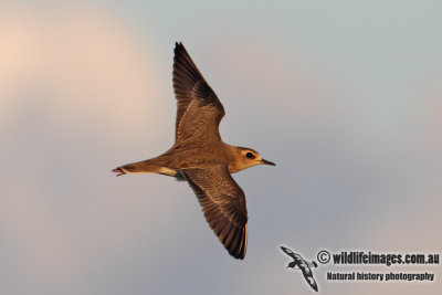 Oriental Plover 7613.jpg