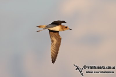 Oriental Plover 7616.jpg