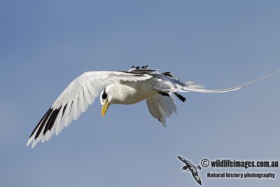 White-tailed Tropicbird 2111.jpg