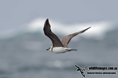 Long-tailed Jaeger 3763.jpg