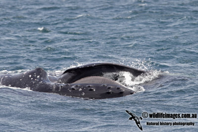 Humpback Whale 3807.jpg