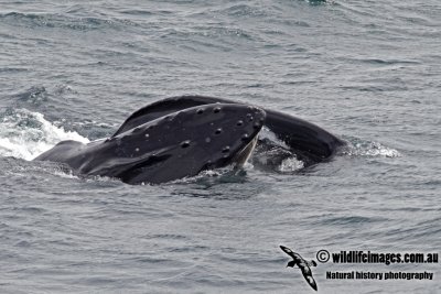 Humpback Whale 3834.jpg
