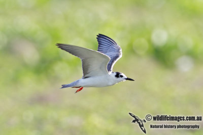 White-winged Black Tern 1846.jpg