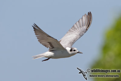 White-winged Black Tern 2199.jpg