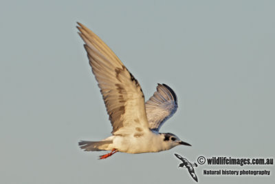 White-winged Black Tern 2517.jpg