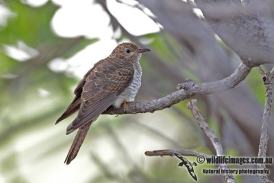 Brush Cuckoo 7143.jpg