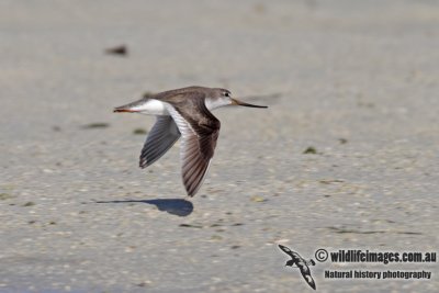 Terek Sandpiper 5112.jpg