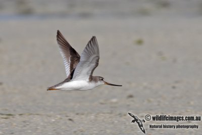 Terek Sandpiper 5114.jpg