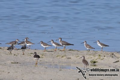 Terek Sandpiper 5245.jpg