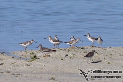 Terek Sandpiper 5251.jpg