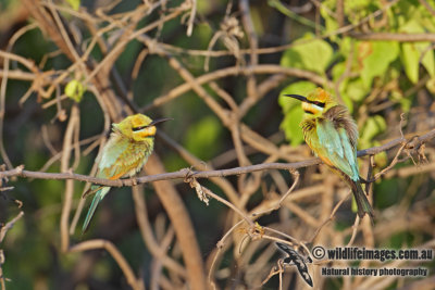 Rainbow Bee-eater 1672.jpg