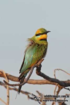 Rainbow Bee-eater 1698.jpg